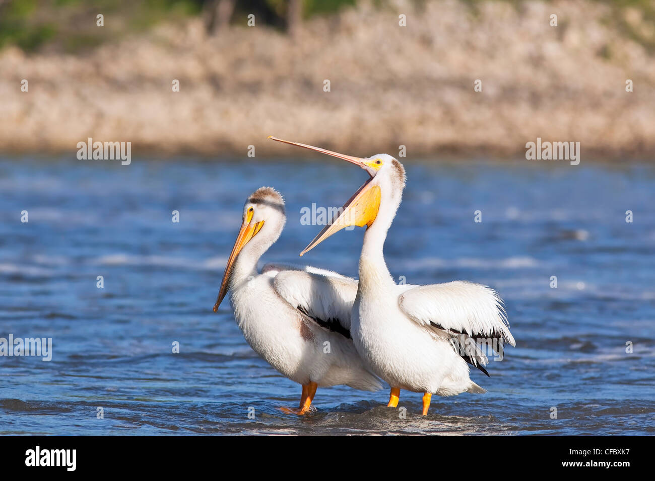 American pellicani bianchi la condivisione di una roccia sommersi sul Fiume Rosso. Lockport, Manitoba, Canada. Foto Stock