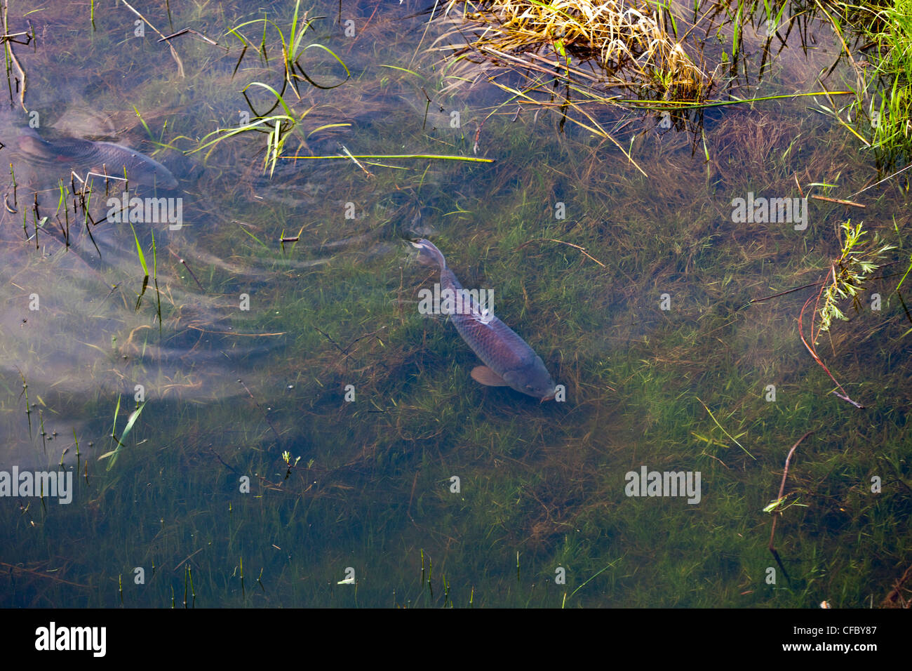 Carpa Cyprinus carpio flusso di nuoto in esecuzione Foto Stock