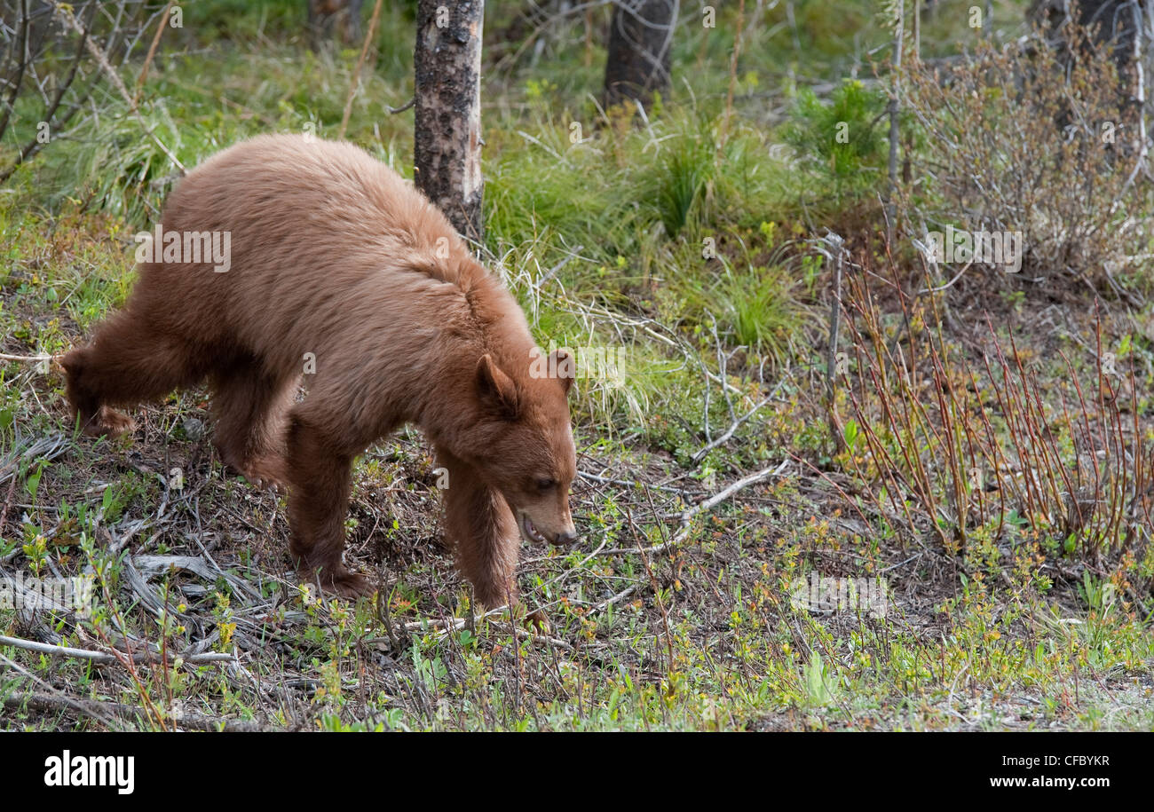 Black Bear (Sub-speices nome: Ursus americanus cinnamomum), Southwest Alberta, Canada. Foto Stock