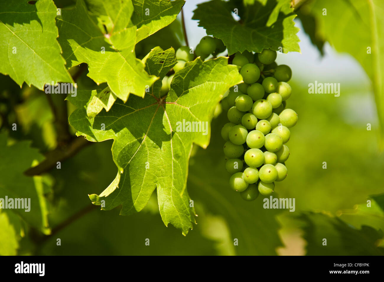 Giovani Pinot gris uve, Niagara Penninsula. In Ontario, Canada. Foto Stock