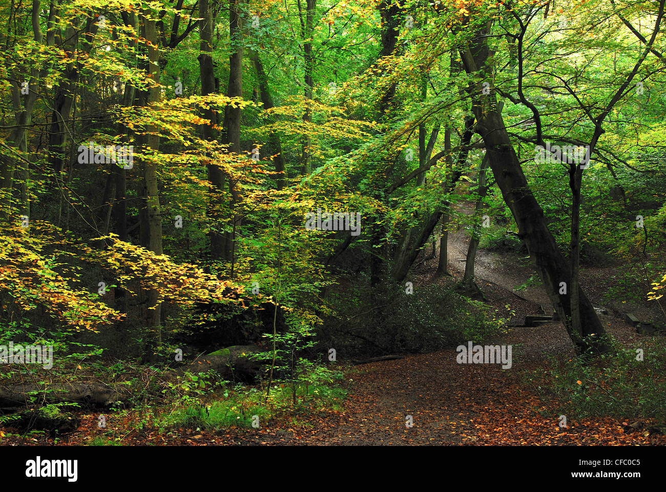 Una vista di Burnham Beeches Riserva Naturale Nazionale REGNO UNITO Foto Stock