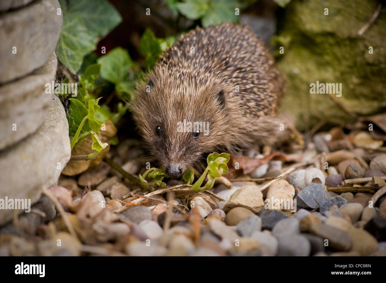 Primo piano di un hedgehog adulto che foraging per il cibo in un giardino domestico del Regno Unito. Foto Stock
