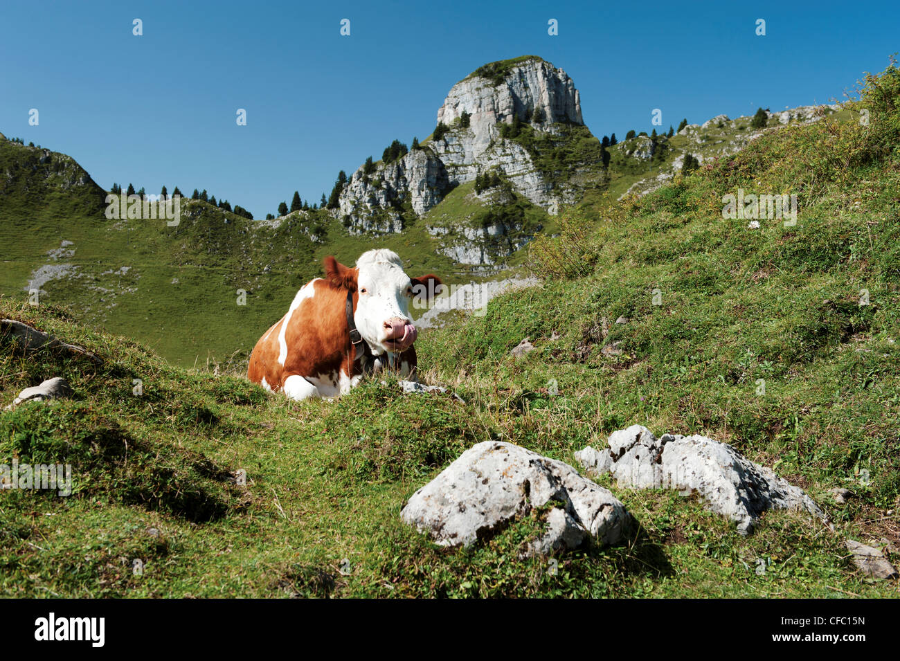 Alp, Alpi, pascolo alpino, Alpi Bernesi, Alpi Bernesi, autunno cadono, Canton Berna, mucca, agricoltura, allevamento, milker, vacca da latte Foto Stock