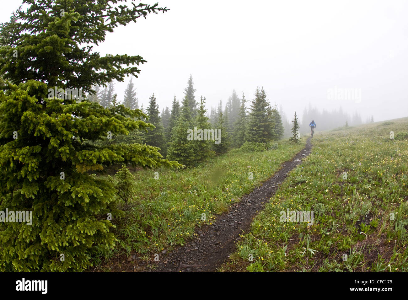 Un mountain biker in sella singola traccia la via del Jumping Pond Ridge a Kananaskis country, AB Foto Stock
