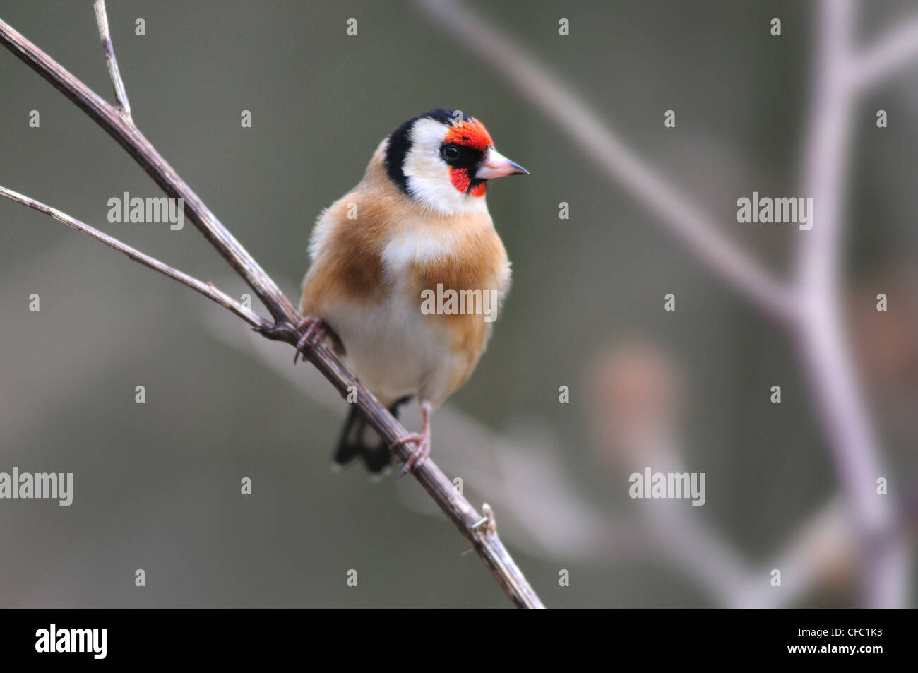 Un cardellino appollaiato su un ramoscello d'inverno REGNO UNITO Foto Stock