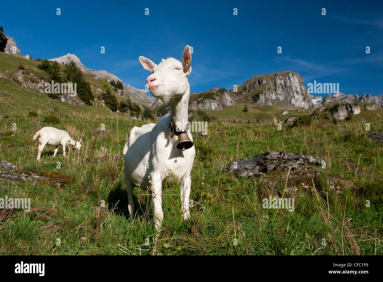 Alp, Alpi, pascolo alpino, agricoltura alpina, paesaggio montano paesaggio montano paesaggio di montagna, mountainscape, Oberland un Foto Stock