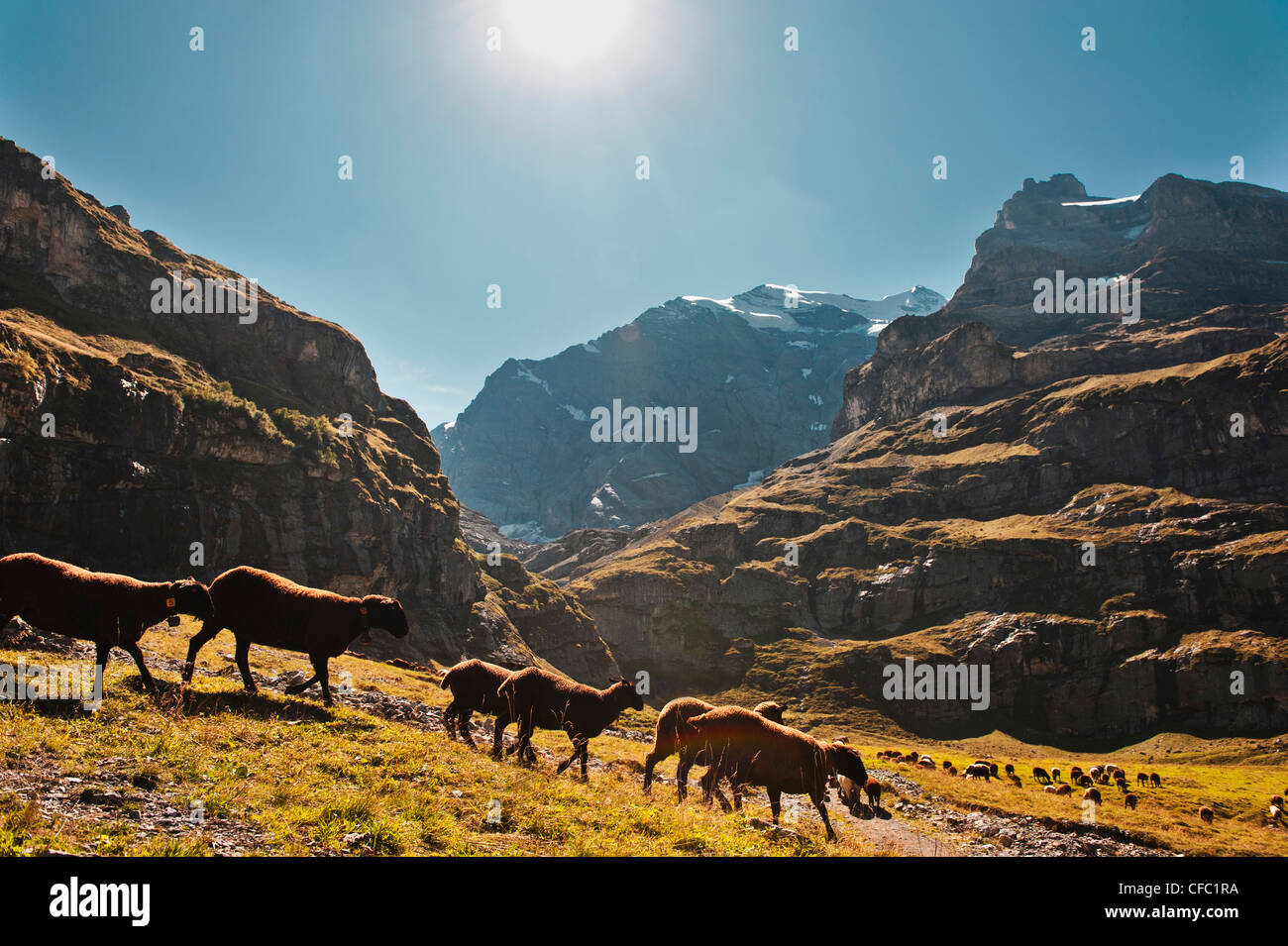 Alp, Alpi, pascoli alpini, montagne, il paesaggio di montagna paesaggio montano paesaggio di montagna, mountainscape, Alpi Bernesi, Foto Stock