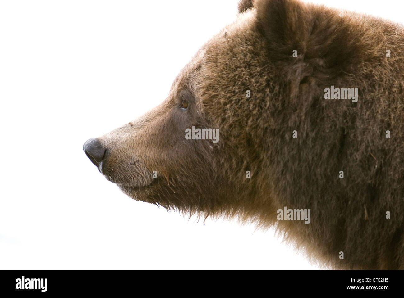 Una scrofa Orso grizzly profilo, Chilko River, British Columbia, Canada Foto Stock