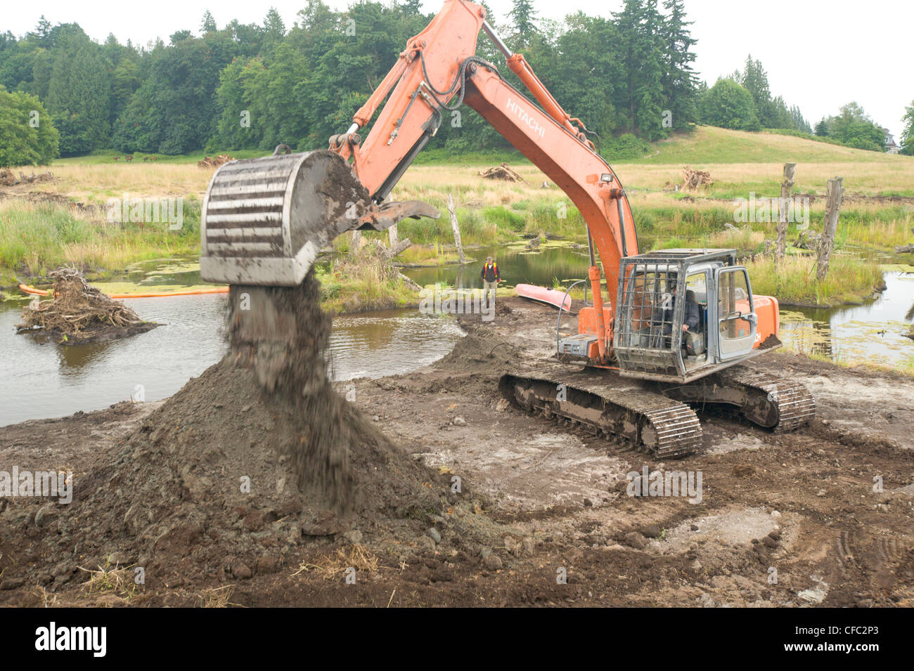 Habitat progetto di restauro in Chiliwack, per tornare a terreni agricoli scaricato nuovamente nel corretto habitat anfibio, British Columbia Foto Stock