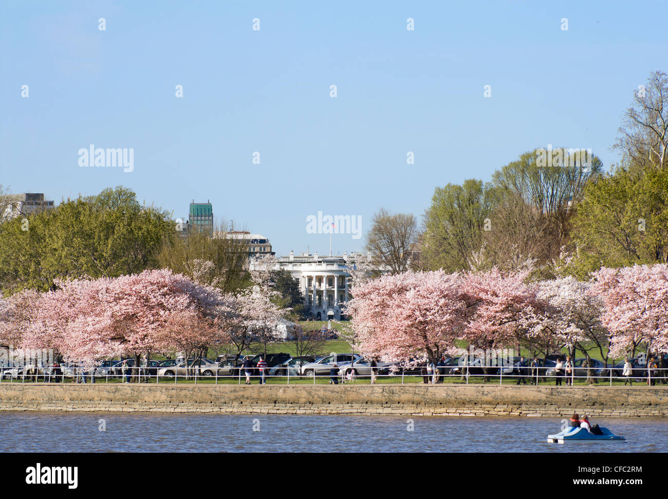 Guardando verso la Casa Bianca attraverso il bacino di marea con ciliegi in fiore. Vista dal Jefferson Memorial. Foto Stock