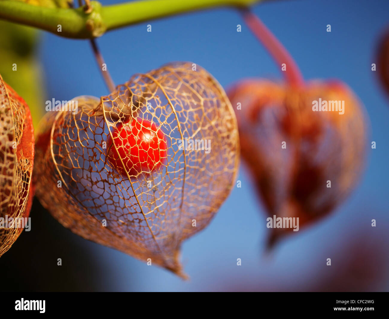 Berry, vena, foglia-vena, nervure, autunno autunno, groundcherry, ciliegia macinata, ciliegia macinata, lampion, Cinese lanterna, nightshade Foto Stock