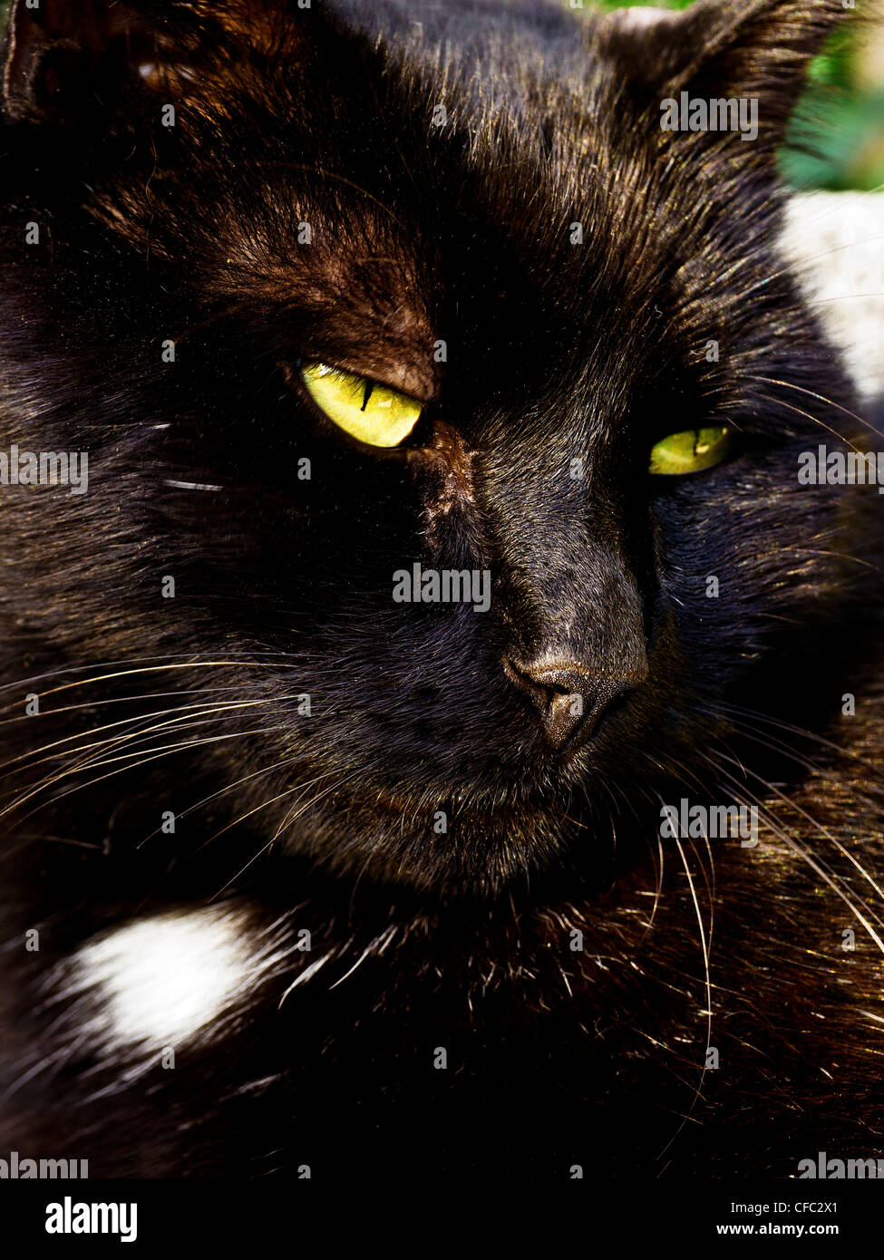 Il pet gatto, Gatto di casa, Felis silvestris felis catus, housecat, tom, maschio cat, Tomcat, tom-CAT, animale, mammifer, predator, carnivo Foto Stock