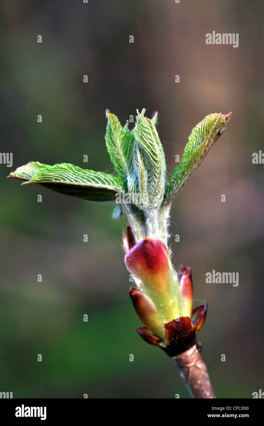 Un ippocastano foglie breaking out nella primavera REGNO UNITO Foto Stock