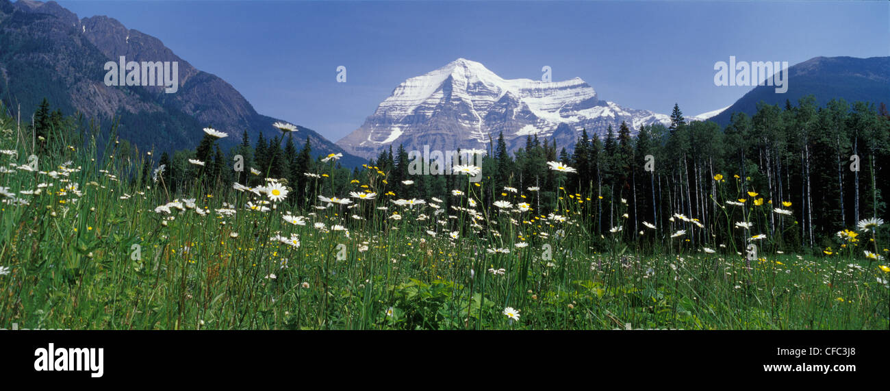 Vista panoramica del Monte Robson attraverso il campo di fiori, Robson Provincial Park, British Columbia Foto Stock