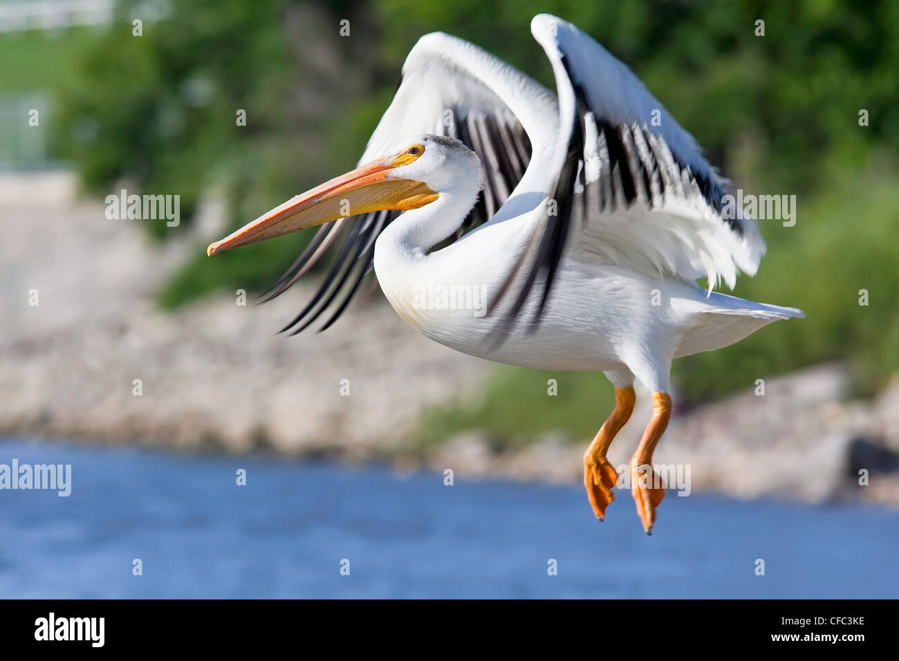 Americano bianco Pelican preparazione della terra Red River Foto Stock
