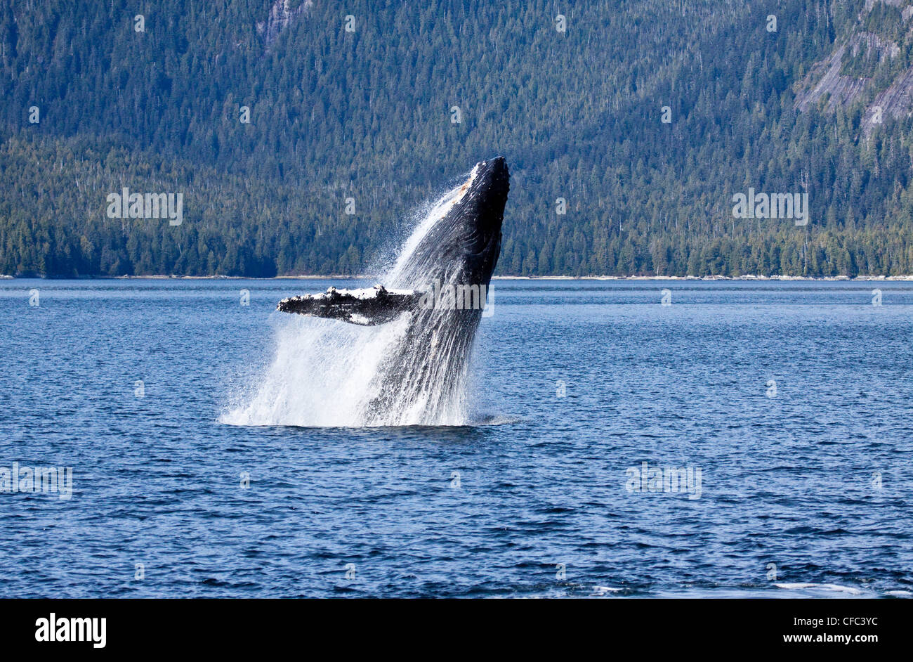 Un Humpback Whale violare in British Columbia Central Coast in Canada Foto Stock