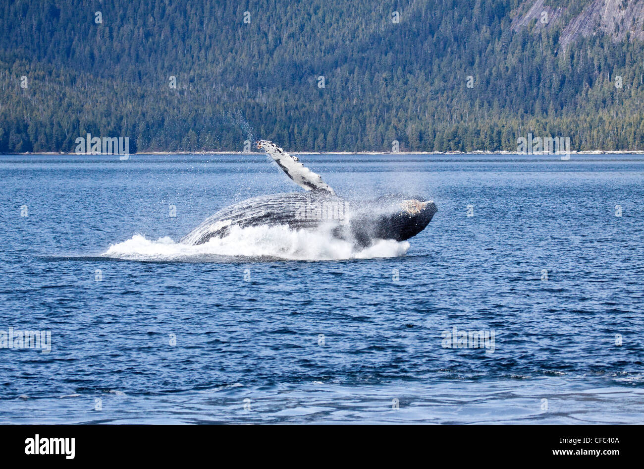 Un Humpback Whale violare in British Columbia Central Coast in Canada Foto Stock