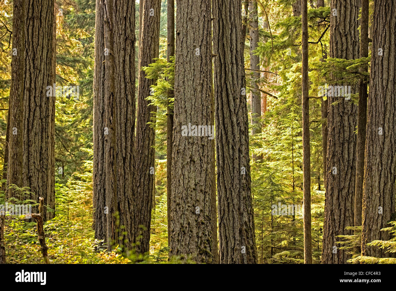 Douglas Fir di Catherdral Grove, MacMillan Provincial Park di Nanaimo nella British Columbia. Foto Stock