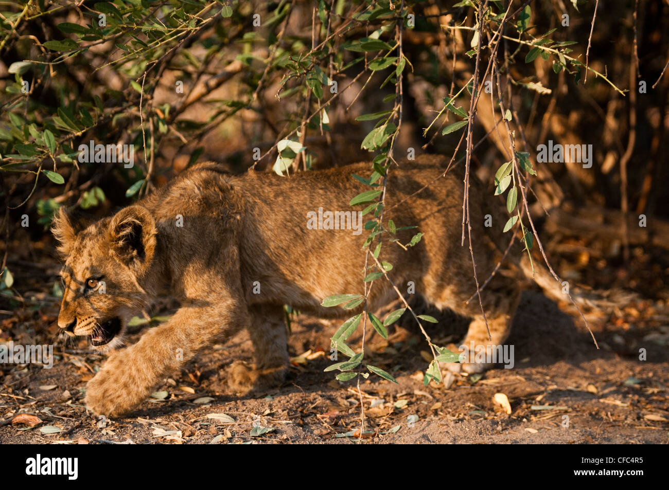 Lion cub camminare sotto un pastore puzzolente tree Foto Stock