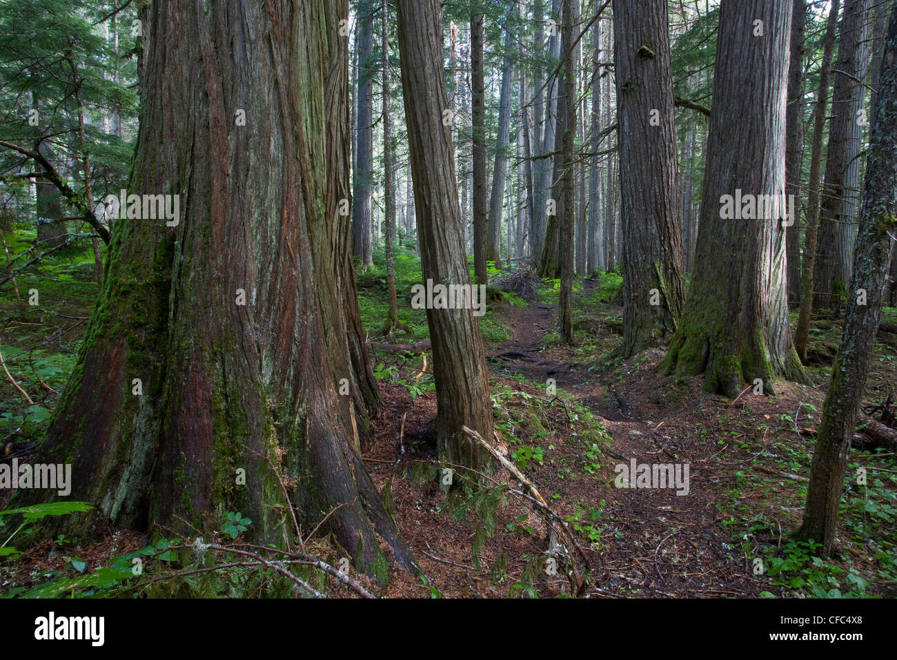 La foresta pluviale nel Grey Park della Columbia britannica in Canada Foto Stock