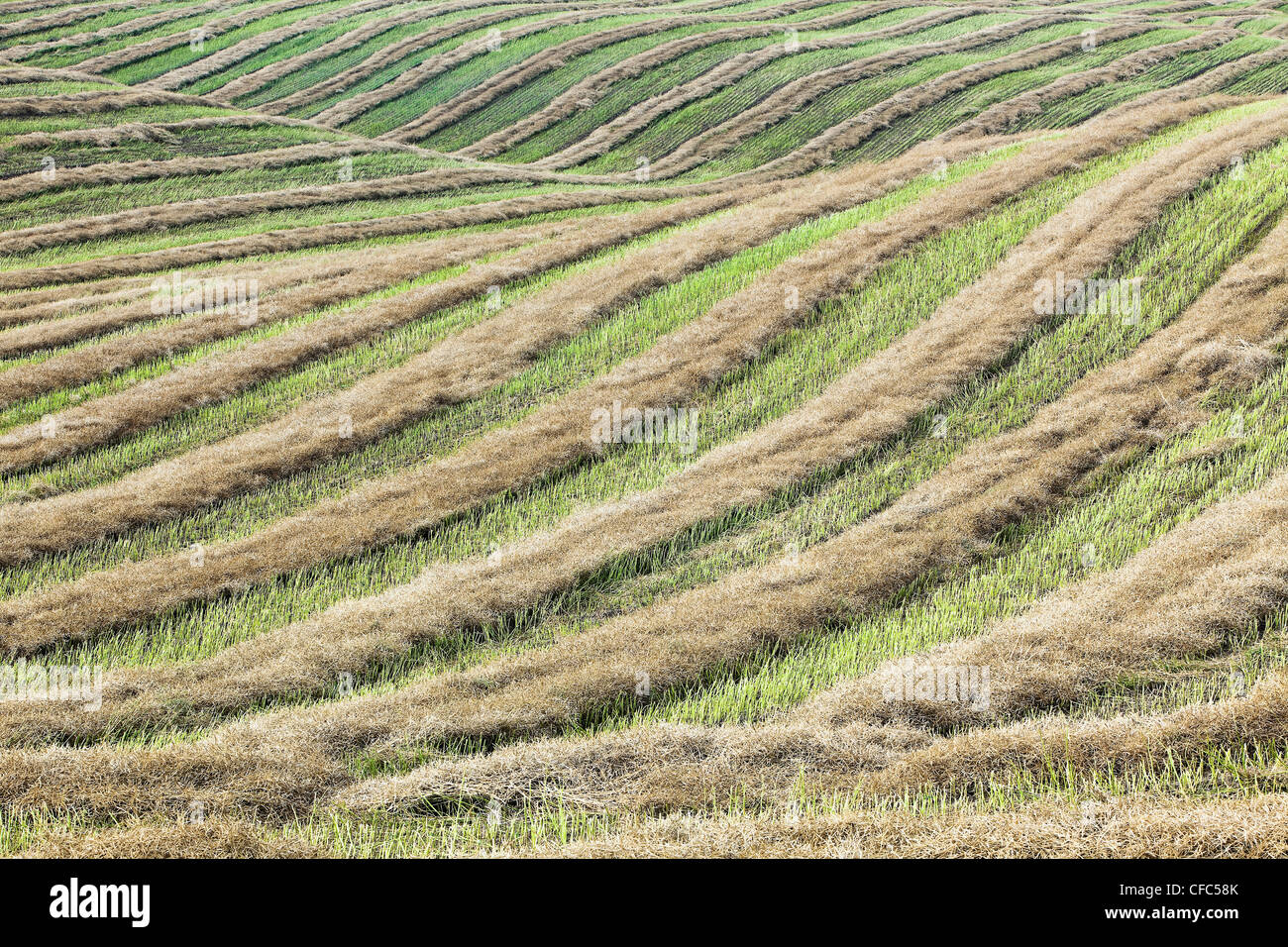 Campo tagliato e colline al momento del raccolto. Tiger colline, Manitoba, Canada. Foto Stock