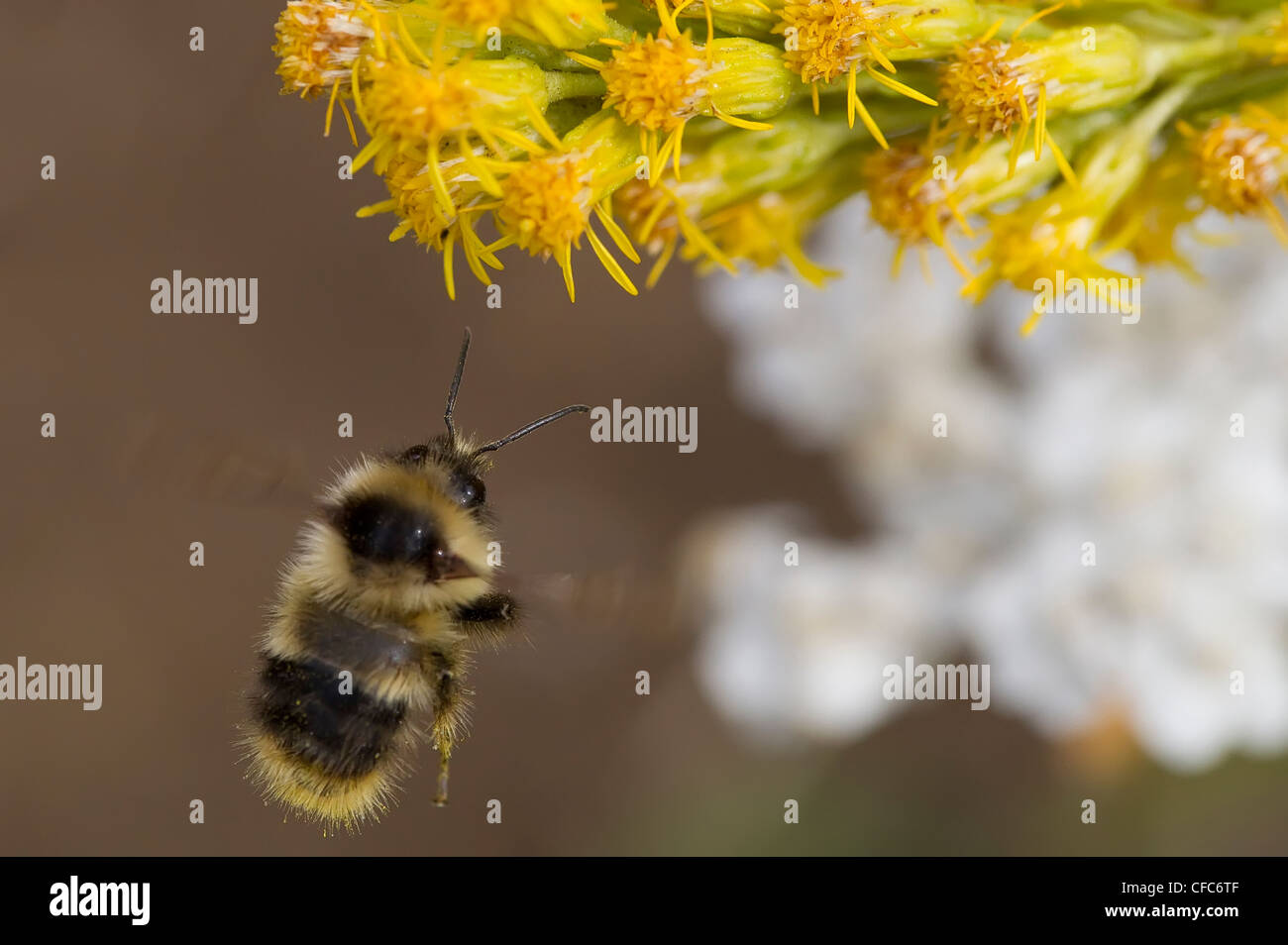 Bumblebee (Bombus) in volo, Yukon. Foto Stock