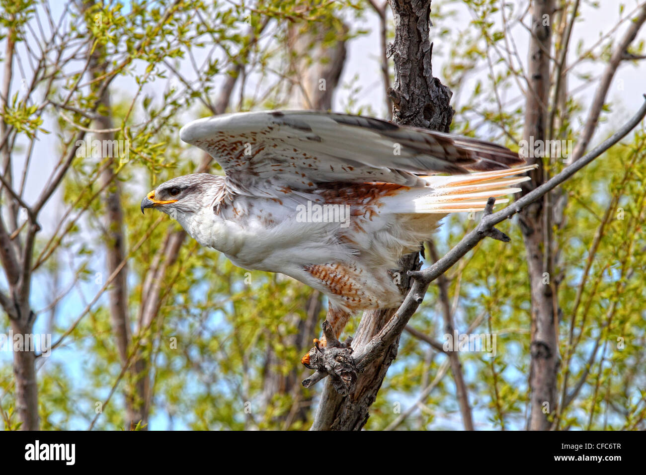 Falco ferruginosa, vicino a praterie National Park, Saskatchewan. Foto Stock