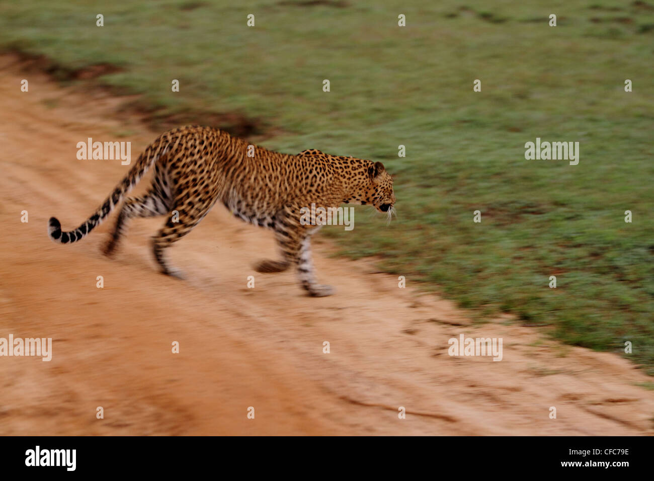 Leopard (Panthera pardus kotiya) di Yala National Park nello Sri Lanka Foto Stock