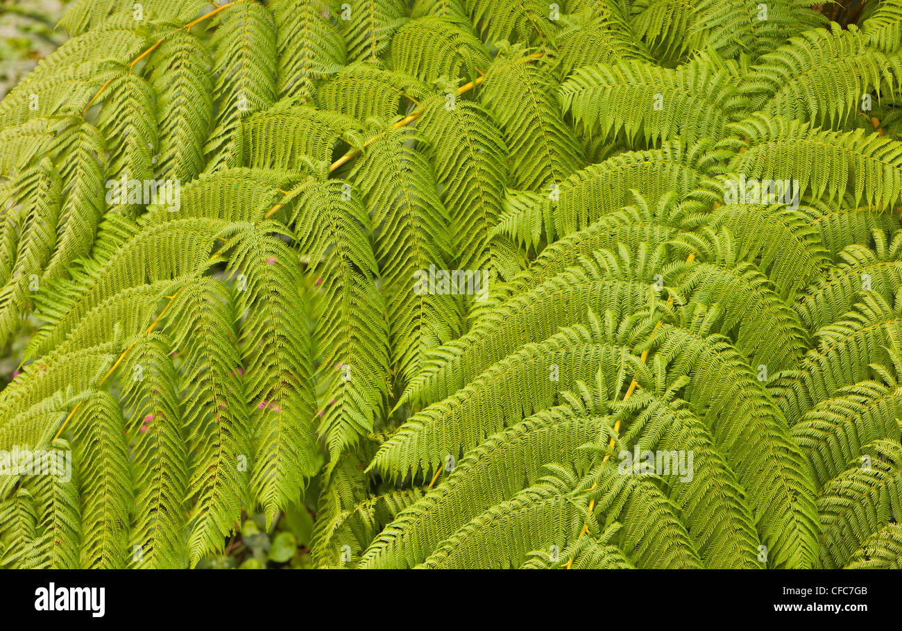 EL YUNQUE NATIONAL FOREST, PUERTO RICO - Felci nella foresta di pioggia. Foto Stock
