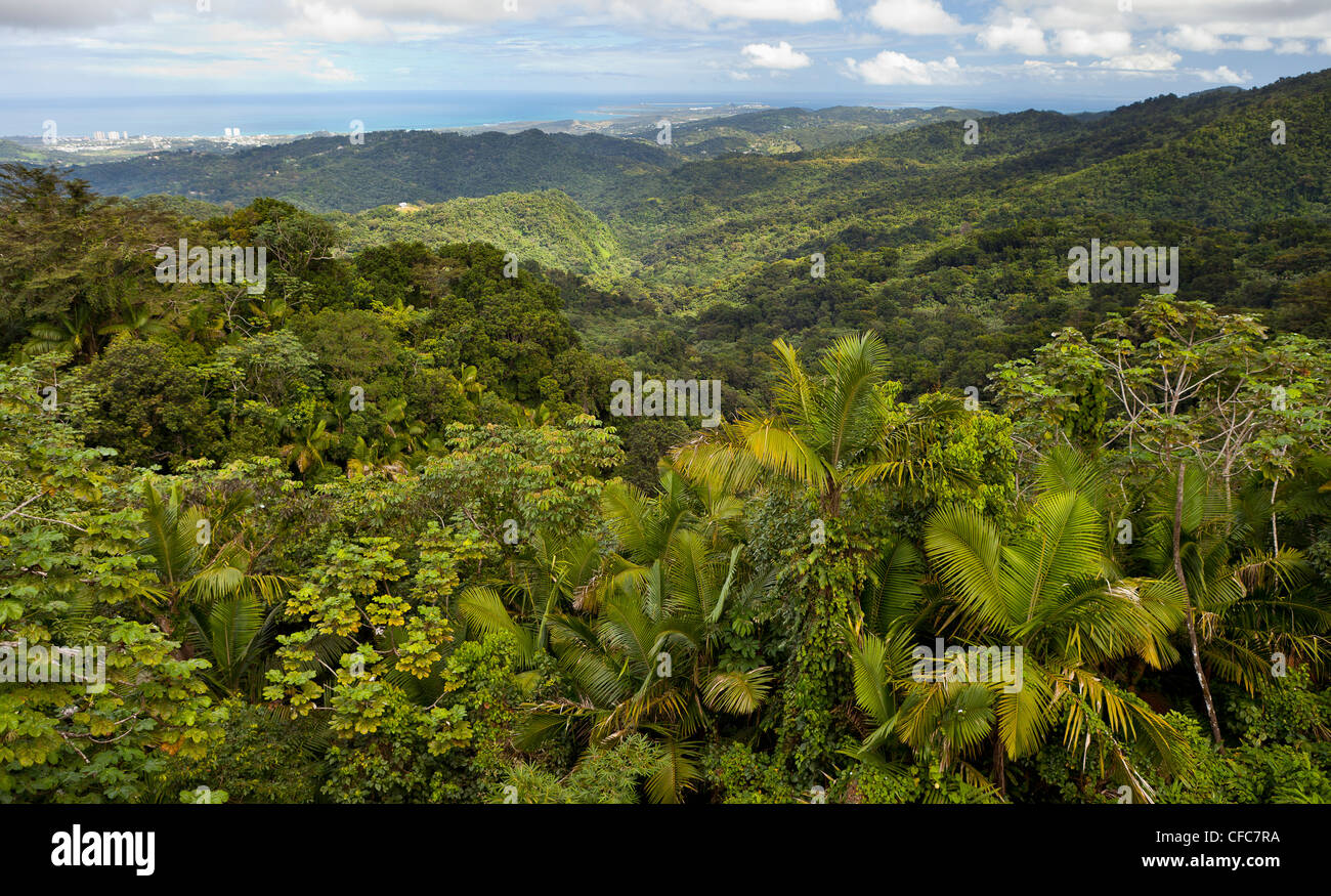 EL YUNQUE NATIONAL FOREST, PUERTO RICO - foresta pluviale giungla paesaggio tettoia e costa vicino a Luquillo Foto Stock