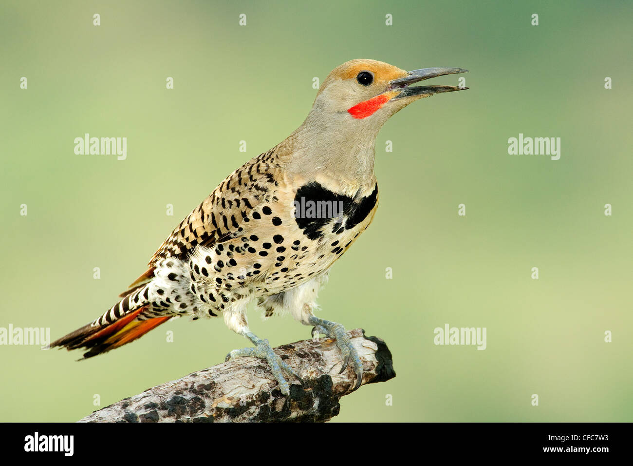 Maschio sfarfallio del Nord rosso-shatfted morph Colaptes Foto Stock