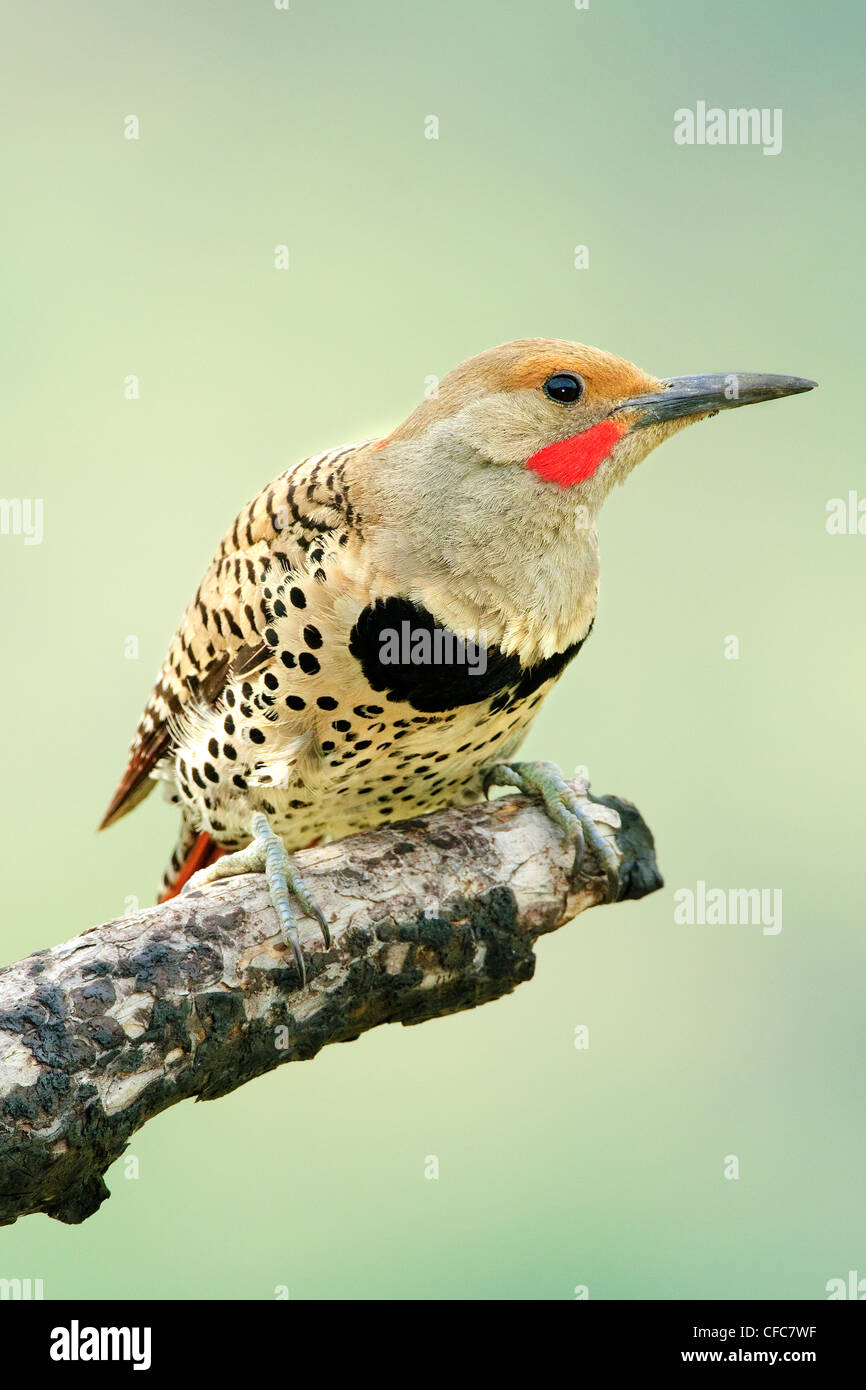 Maschio sfarfallio del Nord rosso-shatfted morph Colaptes Foto Stock