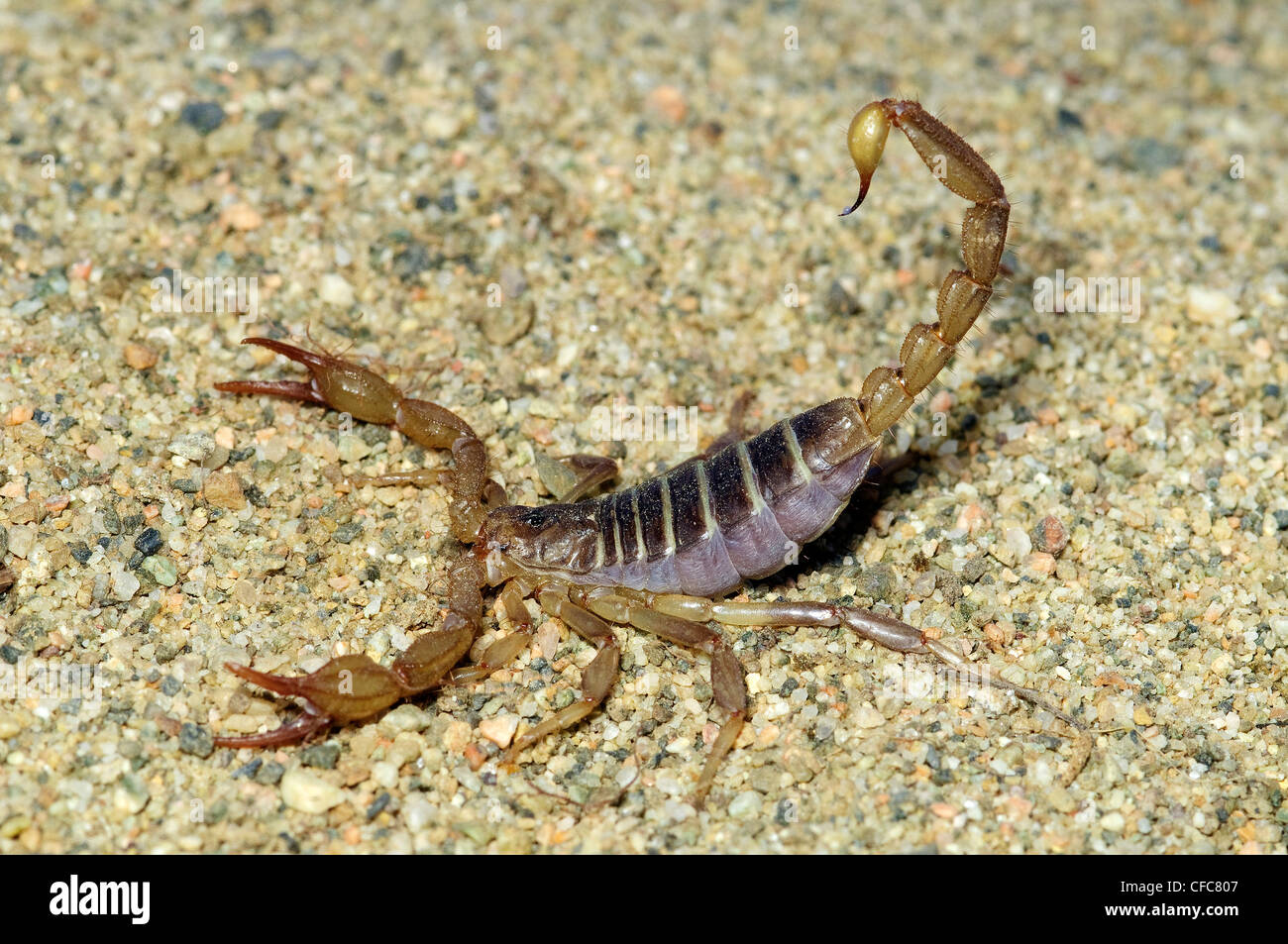 Scorpione settentrionale (Paruroctonus boreus) in posizione difensiva, southern Okanagan Valley, British Columbia Foto Stock