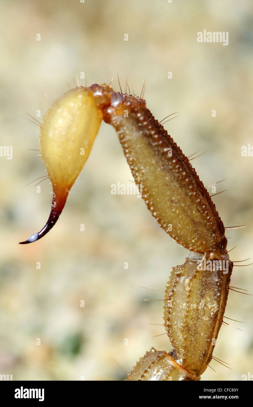 Northern scorpion Paruroctonus boreus telson coda Foto Stock