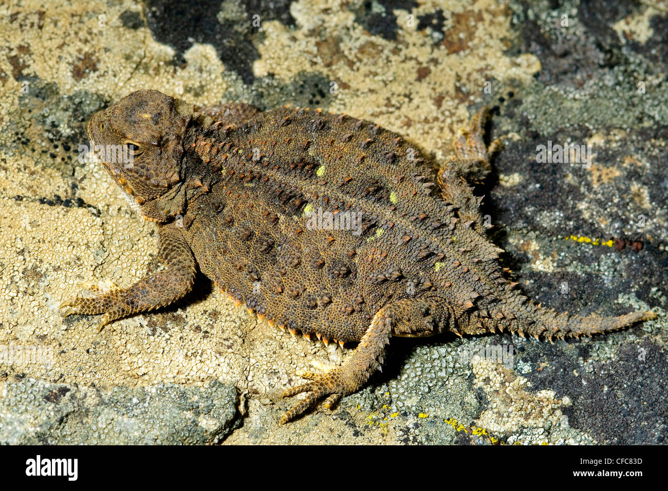 Pigmei lucertola cornuta Phrynosomdouglasii contando Foto Stock