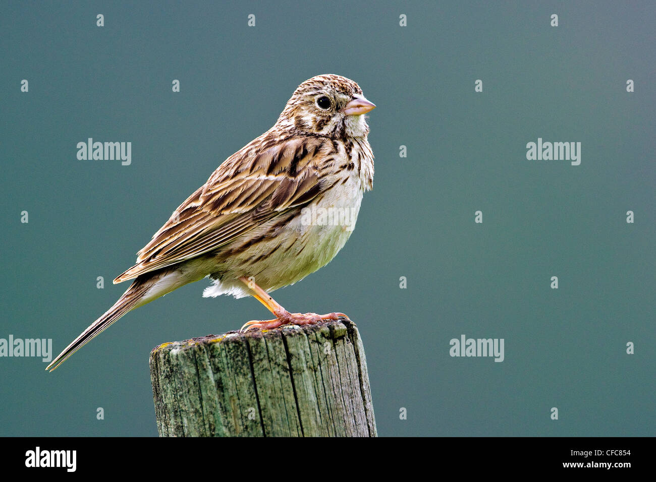 Canzone maschio sparrow (Melospiza melodia) onhis nidificano, southern Okanagan Valley, British Columbia Foto Stock