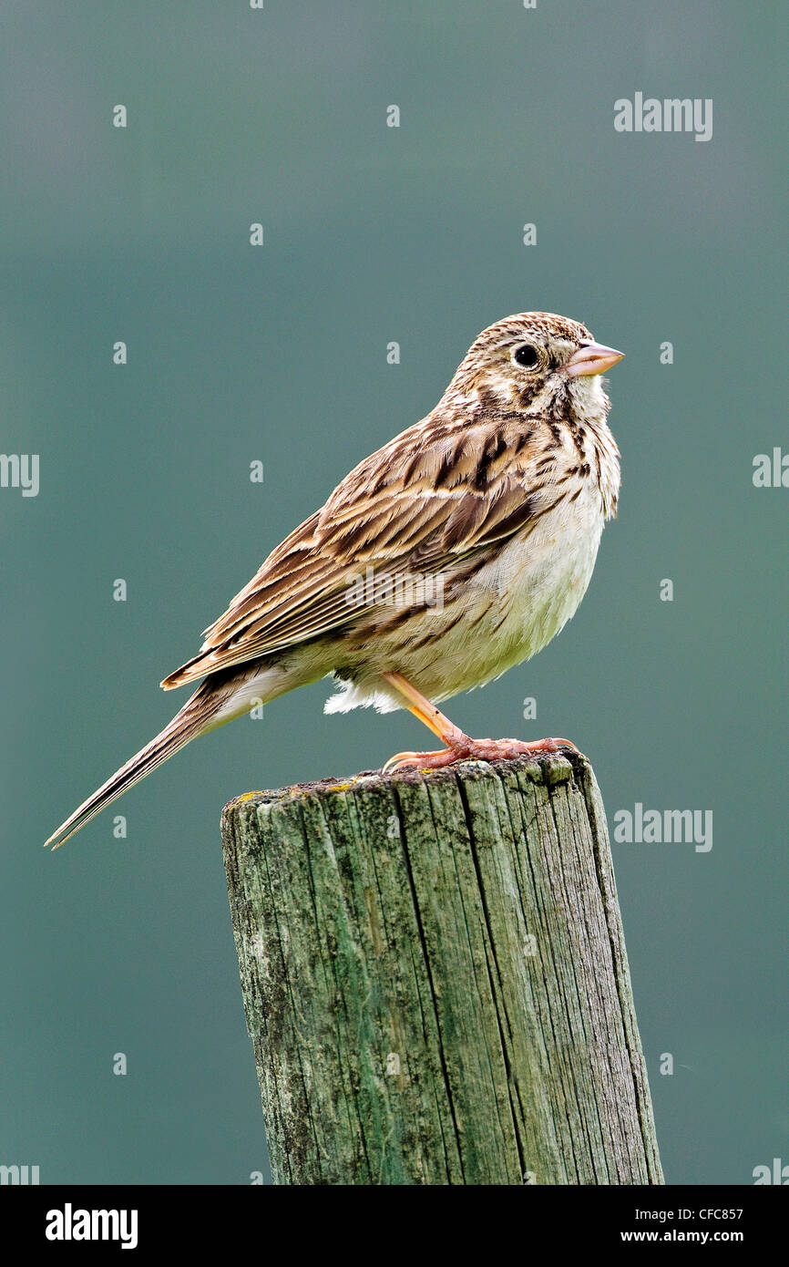 Canzone maschio sparrow (Melospiza melodia) sul suo territorio di nidificazione, southern Okanagan Valley, British Columbia Foto Stock