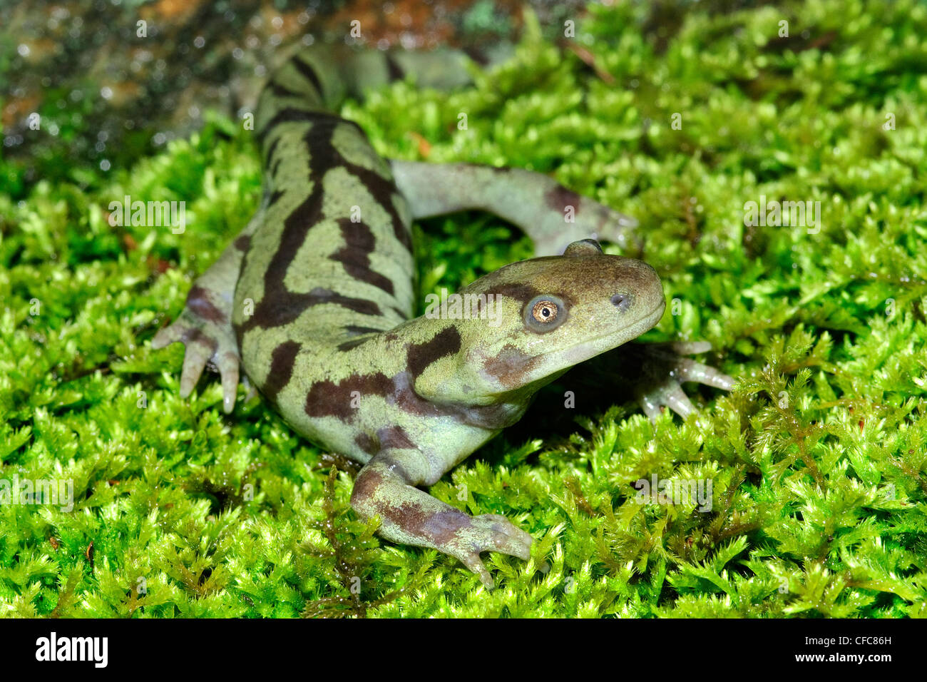Adulto tiger salamander (Ambystoma tigrinum), Okanagan Valley, sud della British Columbia, Canada Foto Stock