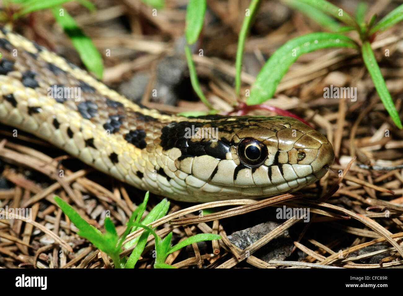 Western (vagabondaggio) garter snake (Thamnophis elegans), Sud Okanagan Valley, British Columbia Foto Stock