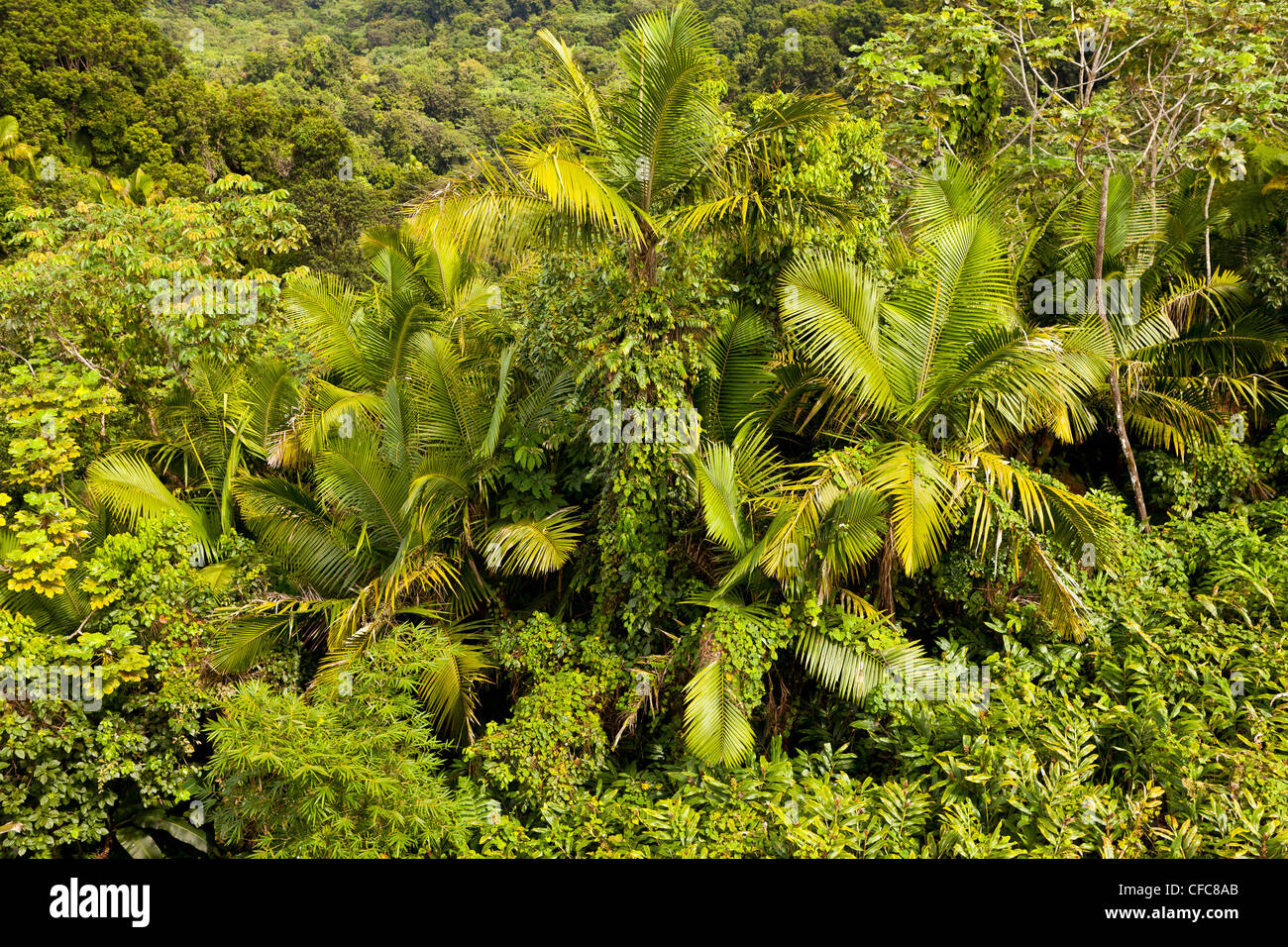 EL YUNQUE NATIONAL FOREST, PUERTO RICO - foresta pluviale giungla paesaggio tettoia. Foto Stock