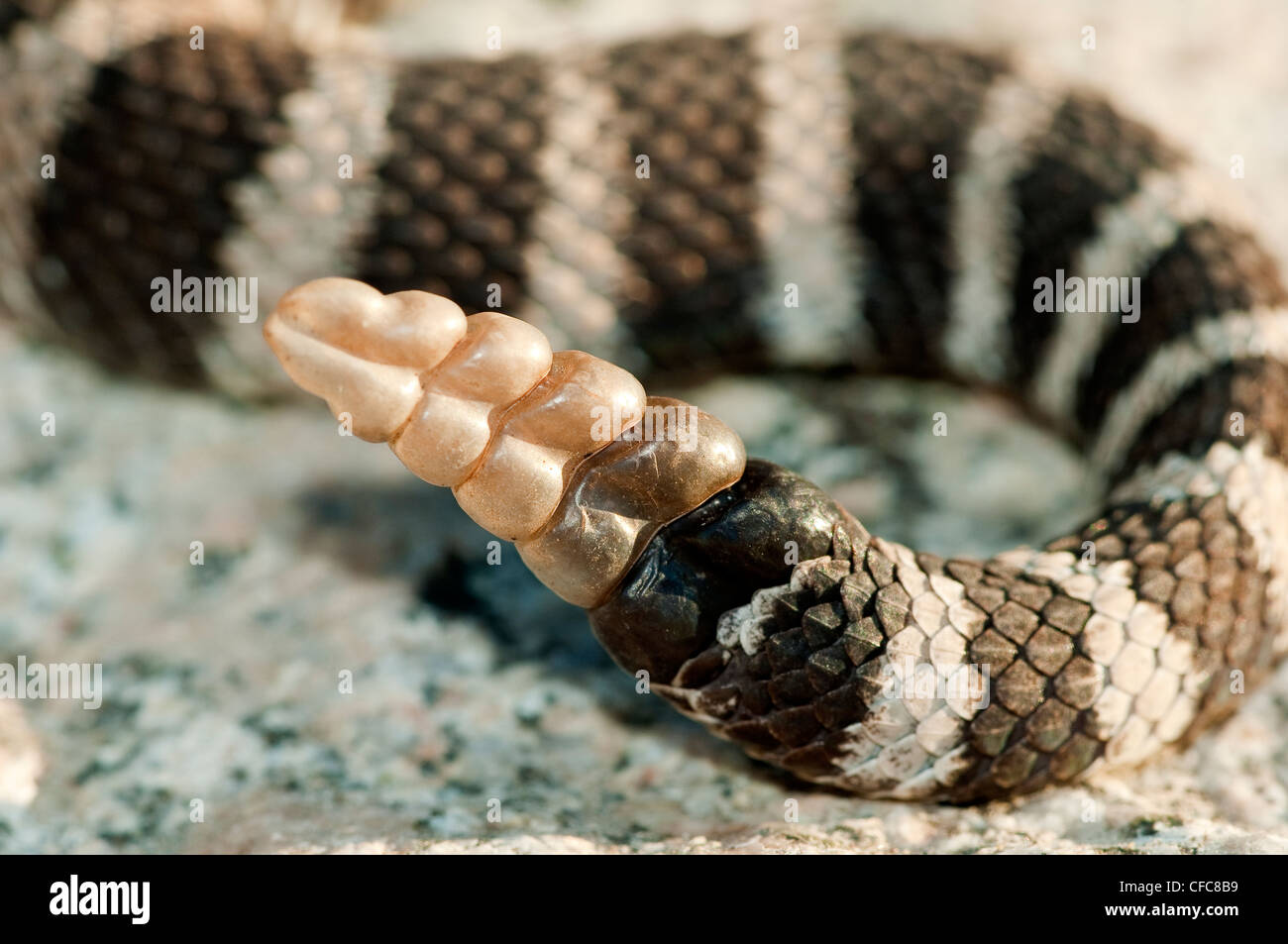 Western rattlesnake (Crotalus oreganus) battito di coda, southern Okanagan Valley, British Columbia Foto Stock