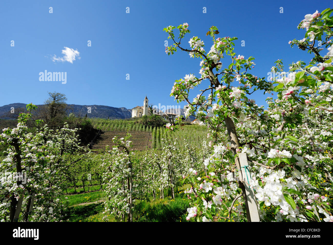 Righe di meli in fiore e il villaggio con una chiesa in background, Appiano, Merano, Alto Adige, Italia, Europa Foto Stock