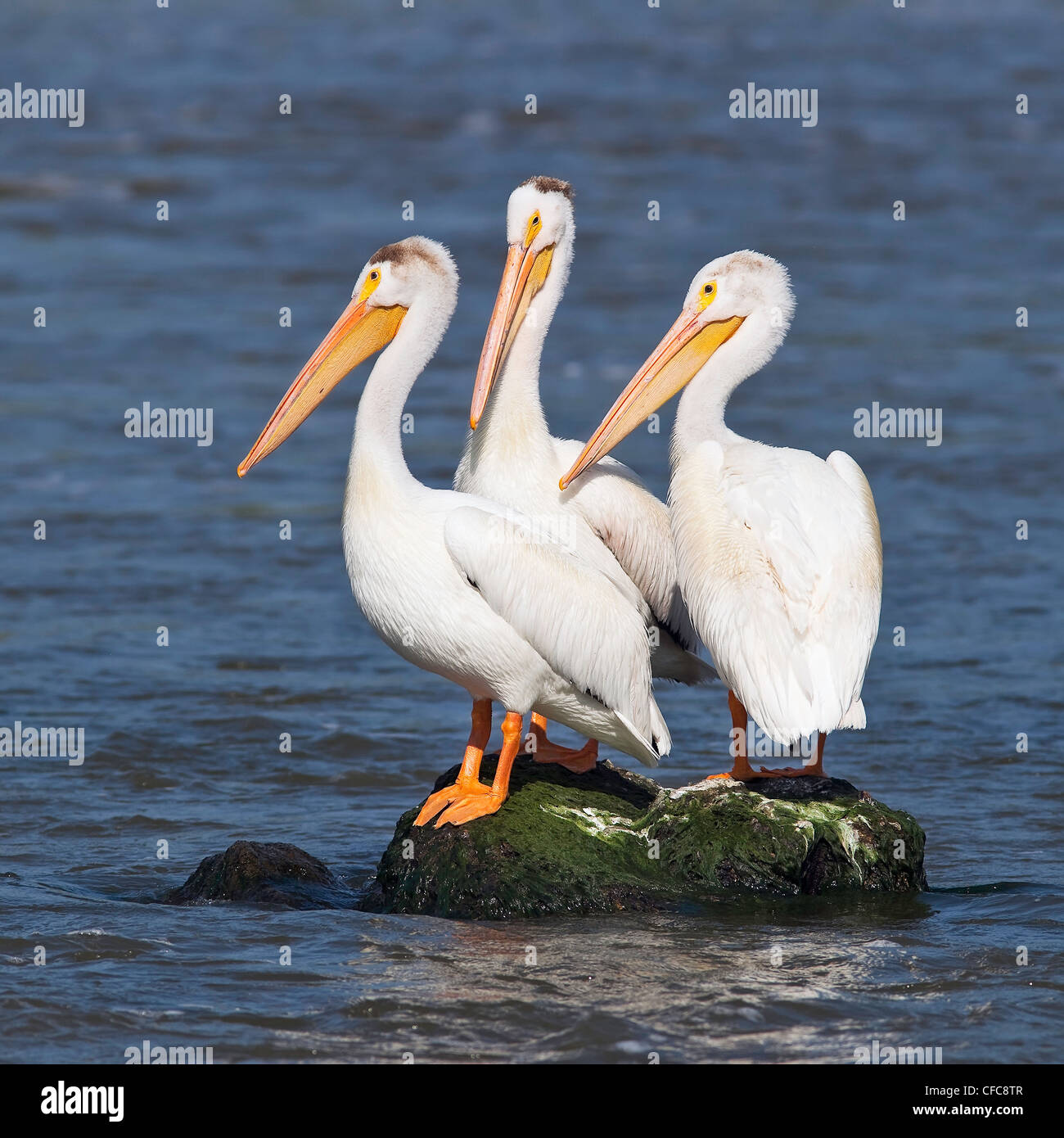 American pellicani bianchi la condivisione di una roccia nel fiume Rosso. Lockport, Manitoba, Canada. Foto Stock