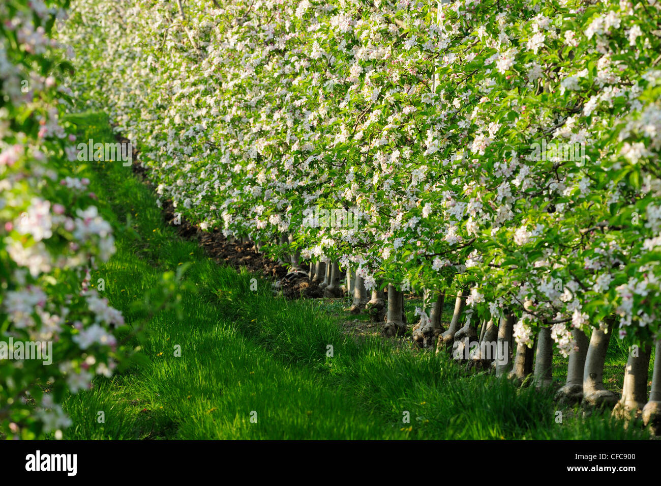 Righe di meli in fiore, Val Venosta, Alto Adige, Italia, Europa Foto Stock