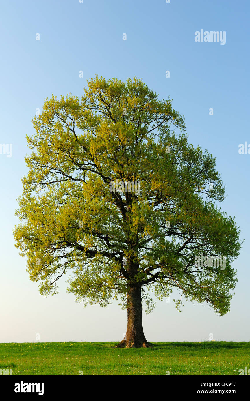 Oak tree in un prato, Werdenfelser Land, Alta Baviera, Baviera, Germania, Europa Foto Stock