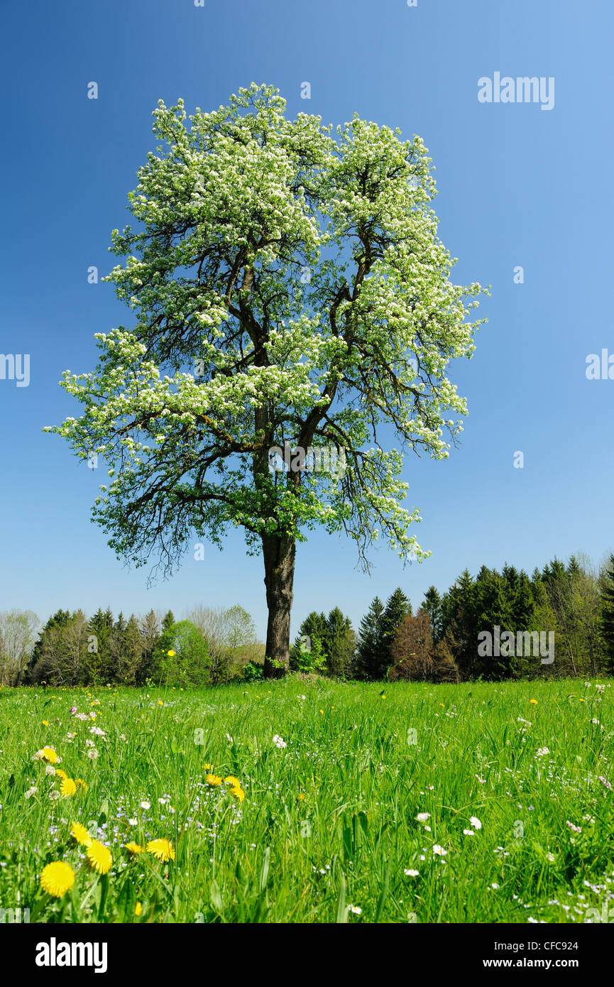 Pear Tree in fiore, Bad Feilnbach, Alta Baviera, Baviera, Germania, Europa Foto Stock