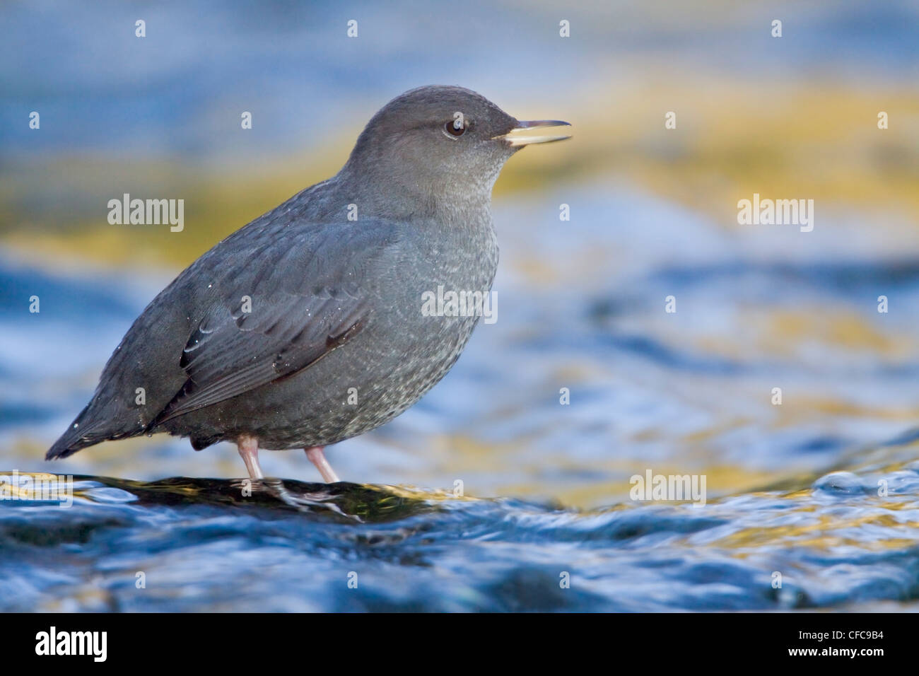 American bilanciere (Cinclus mexicanus) arroccata su una roccia a Victoria, BC, Canada. Foto Stock