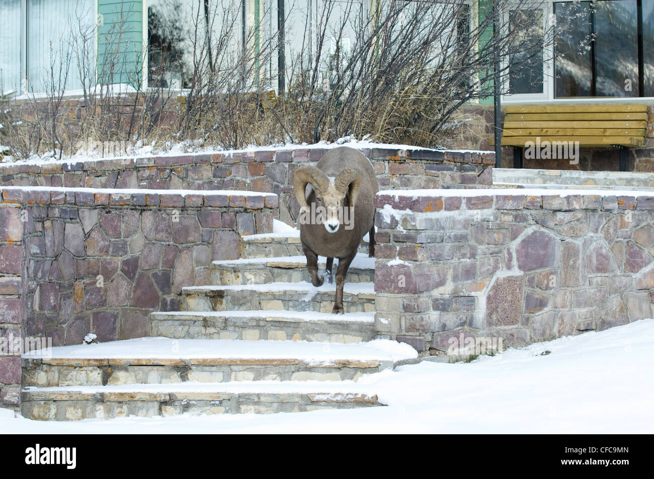 Bighorn Ovis canadensis maschi i visitatori Foto Stock
