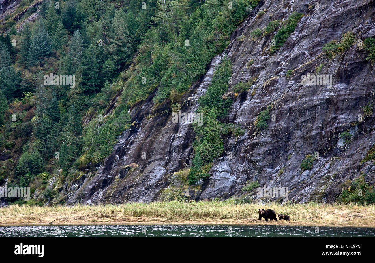 Grizzley orso e cub nel grande orso foresta pluviale della Columbia britannica in Canada Foto Stock