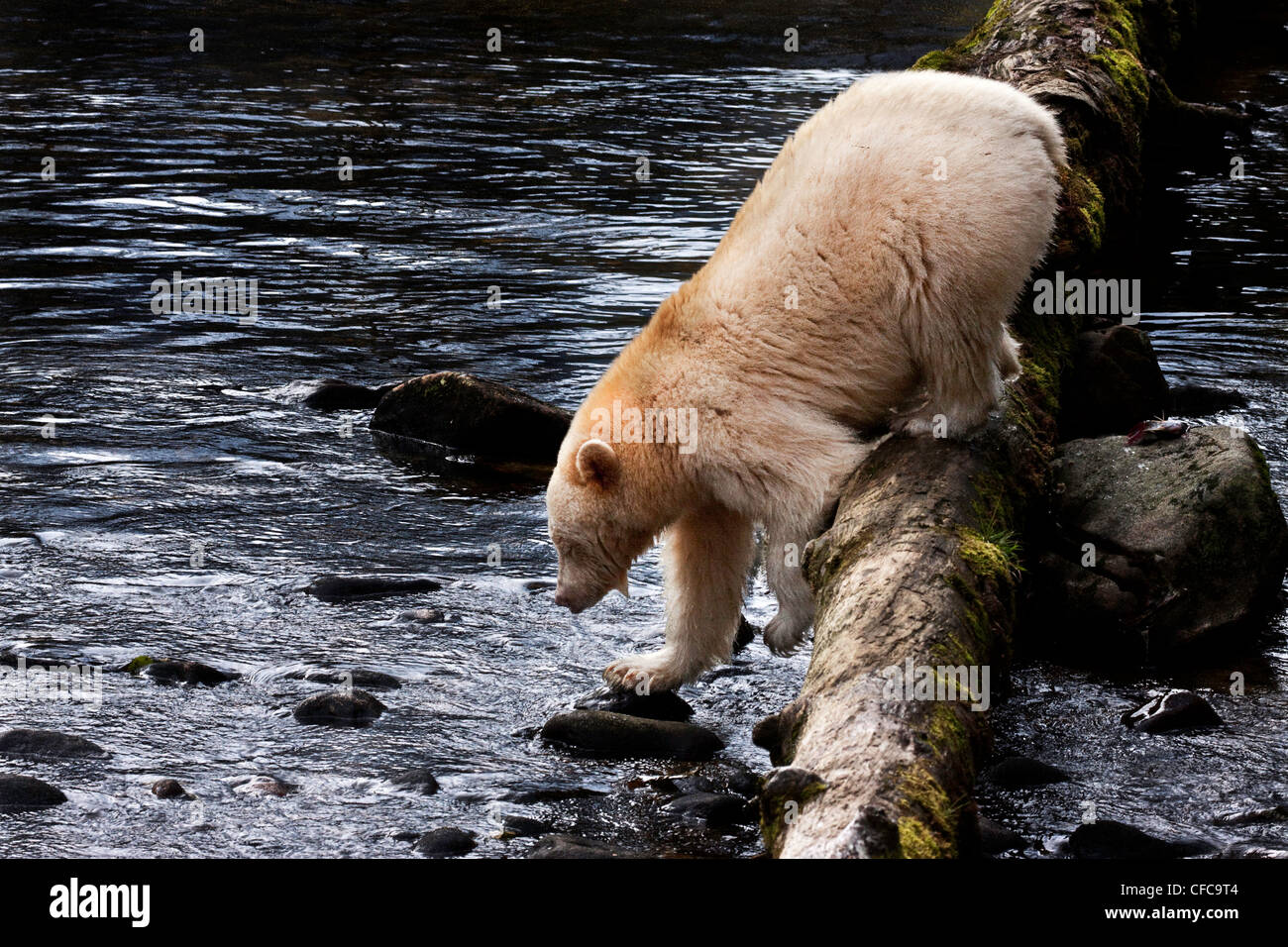 Kermode bear nella grande orso foresta pluviale della Columbia britannica in Canada Foto Stock